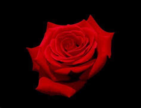 Free Download Filered Rose With Black Background Wikimedia Commons