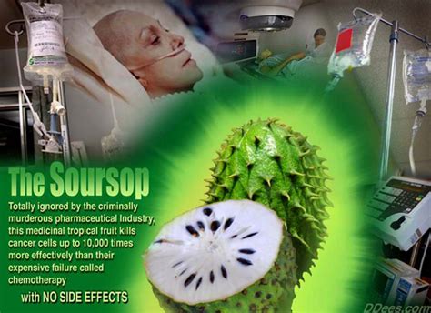 The fruit from the graviola tree is a miraculous natural cancer cell killer. Anticancer Soursop - Women Health Info Blog