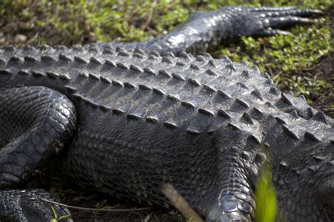 Armored Back Of An American Alligator Clippix Etc Educational Photos