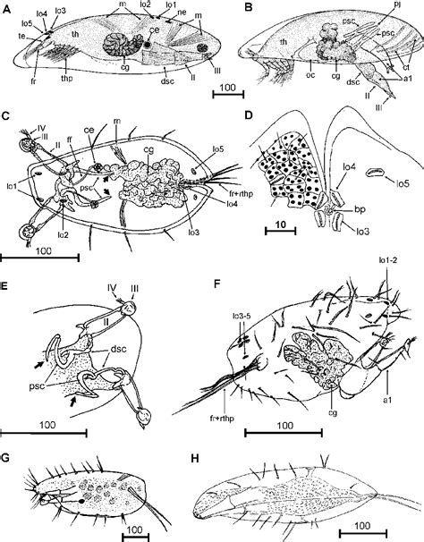 Figure 1 From Cypris Larvae Of Acrothoracican Barnacles Thecostraca Cirripedia Acrothoracica