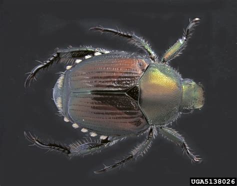 Japanese Beetle Popillia Japonica Coleoptera Scarabaeidae 5138026