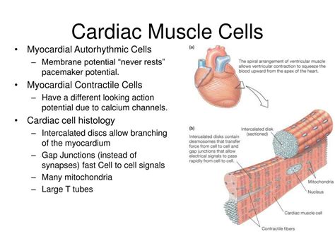 Ppt Cardiac Physiology Powerpoint Presentation Free Download Id226486