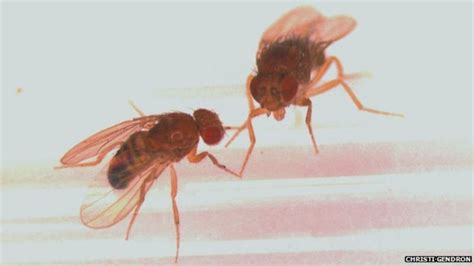 Sex Starved Fruit Flies Live Shorter More Stressful Lives Bbc News