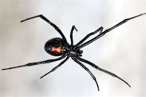 Black Widow Triton Termite And Pest Control