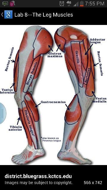 Learn vocabulary, terms and more with flashcards, games and other study tools. Pin by Nicole Ryan on BODY (With images) | Human muscle anatomy, Leg muscles diagram, Leg ...