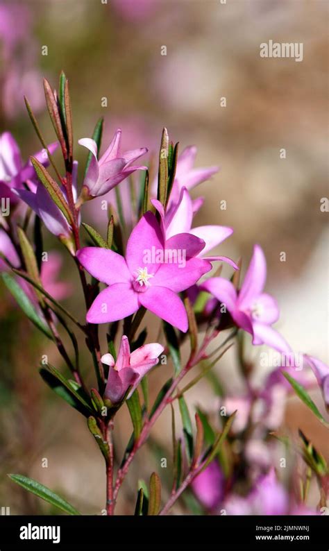 Vibrant Pink Star Shaped Flowers Of The Australian Native Waxflower