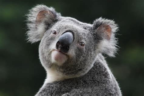 Koala Bear Wallpaper 64 Images