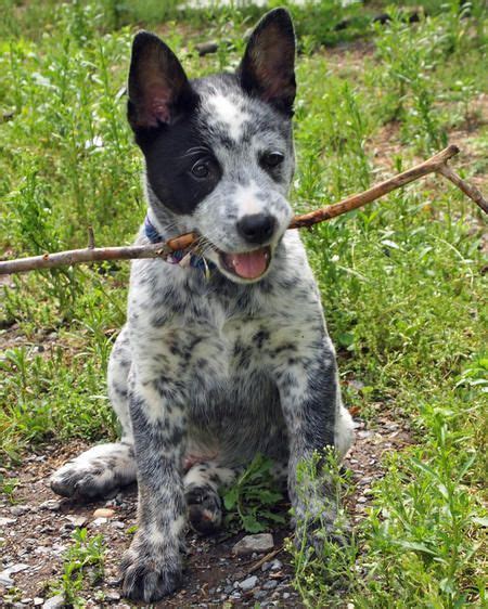 All animals (not just dogs) are allowed, but your post must contain an animal, and the animal must be the focus. Info and Pictures about Australian Cattle Dog | FallinPets