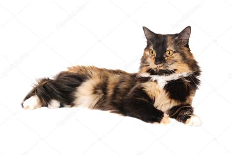 Siberian Calico Cat Ph