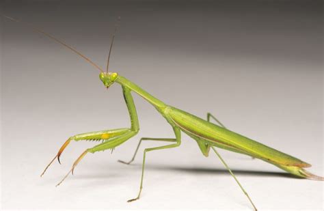 Life Cycle Of A Praying Mantis And Other Intriguing Facts Praying