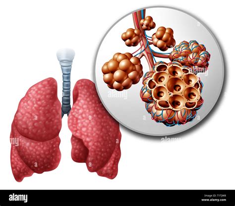 Lung Pulmonary Alveoli Or Alveolus Anatomy Diagram As A Medical Concept