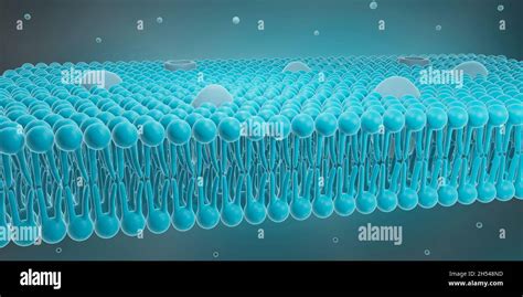 Cell Membrane Illustration Stock Photo Alamy