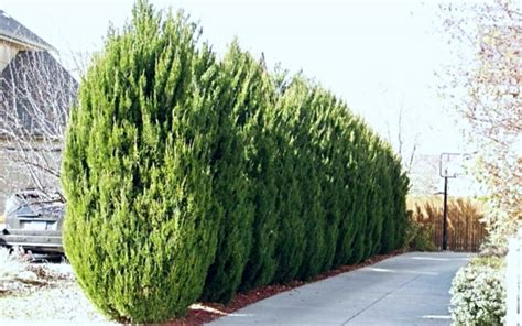 13 Cheap Fast Growing Privacy Trees For Your Yard