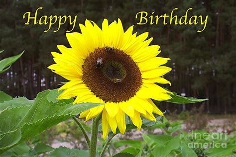 Happy Birthday Greeting Card Sunflower Photograph By Sascha Meyer