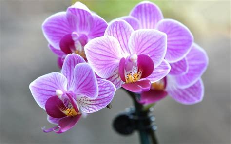 Download Wallpapers Orchid Pink Orchid Beautiful Flower Pink Flowers