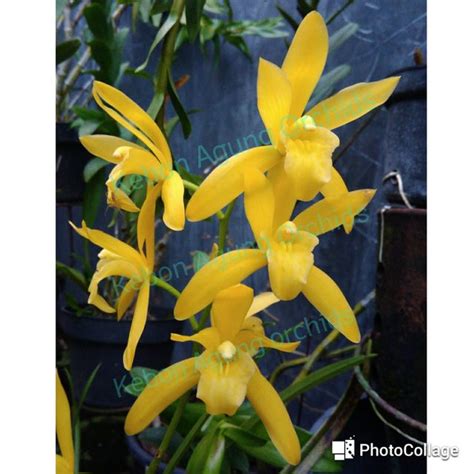 Jual Anggrek Cymbidium Golden Boy Di Lapak Kebon Agung Orchids Bukalapak