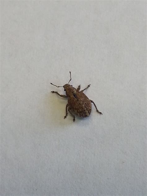 Types of insects with pictures and names for easy. Please identify this brown bug? - Ask an Expert