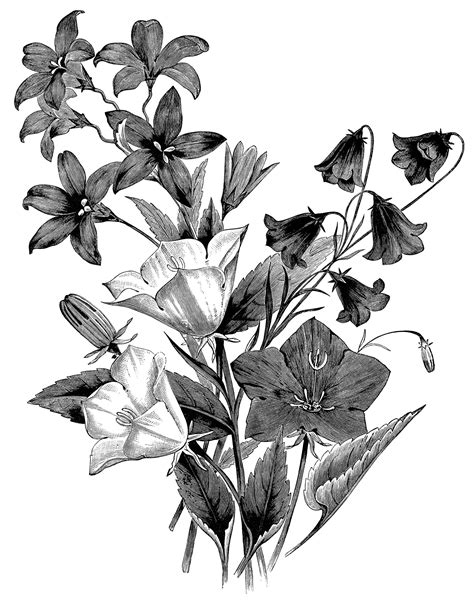 Group Of Bellflowers Free Vintage Clip Art Black And White Version