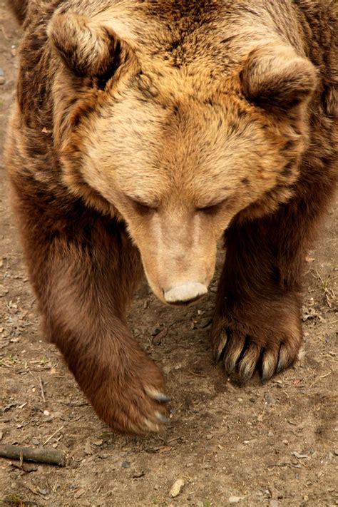 Grizzly Bear Majestic Animals Animals Wild Animals