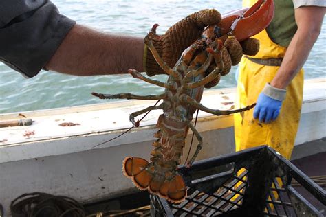 a day in the life of a maine lobsterman business insider free nude porn photos