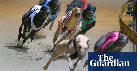 Greyhound Deaths Occurring At Rate Seen Before Nsw Repealed Ban Sport