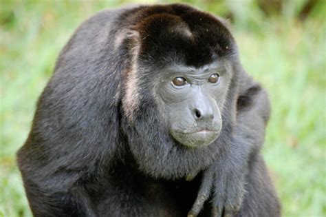 Pesticides Could Be Painting Black Howler Monkeys Yellow In Costa Rica