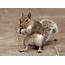 Report Hero Idaho Pet Squirrel Has Found Love