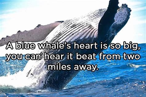 A Blue Whale In 2020 Fun Facts Cool Photos Weird Facts