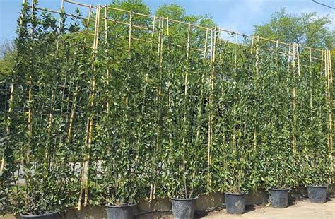 Living Screening Trees For Instant Privacy Buy Online Uk
