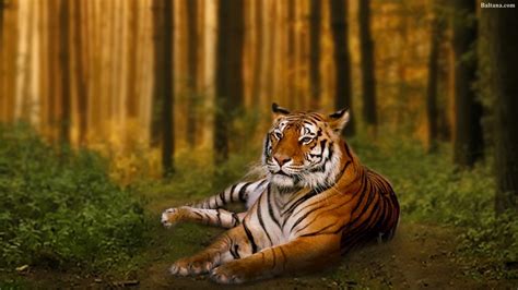 3d wallpapers desktop backgrounds hd images. 76+ Tiger Hd Wallpapers on WallpaperPlay