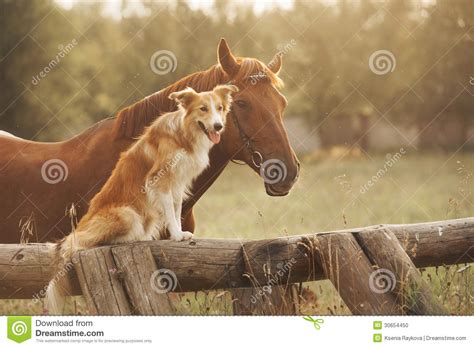 Red Border Collie Dog And Horse Stock Photo Image Of