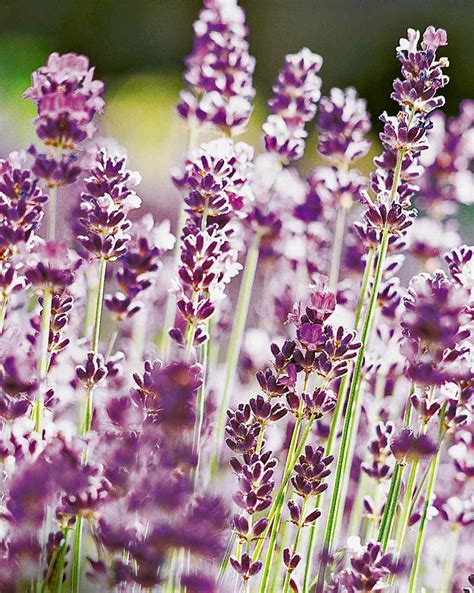 Best Lavender Varieties For Filling Your Garden With Color And