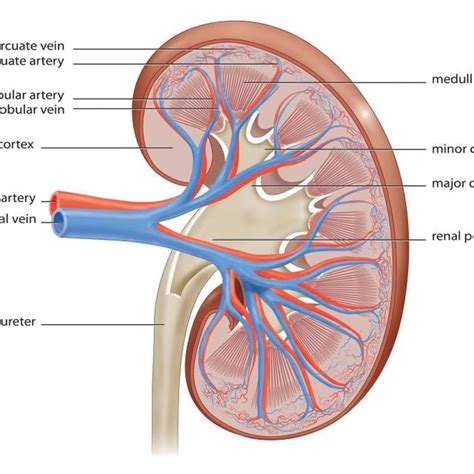 Diagram Of A Left Normal Kidney And A Horseshoe Kidney Right