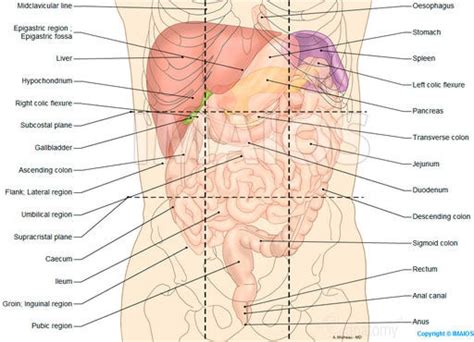 The quadrants are referred to according to their location in the abdomen. Abdominal Quadrants Organs Diagram | Digestive system, Anatomy, Medical knowledge
