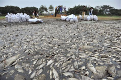 These Disturbing Photos Of 10000 Dead Fish Show What Happens When