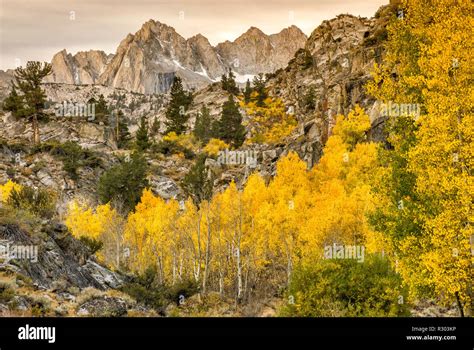 Picture Peak And Aspens In Fall Foliage In Lake Sabrina Basin In