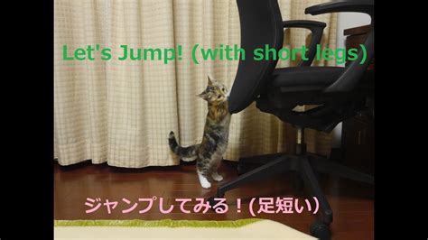 funny munchkin kitten failing to jump [epic fail] ジャンプに失敗するマンチカン子猫 youtube