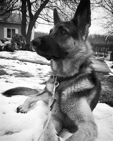 Pin By Alison Arwood On Gsd German Sheperd Dogs German Dogs Dog Person