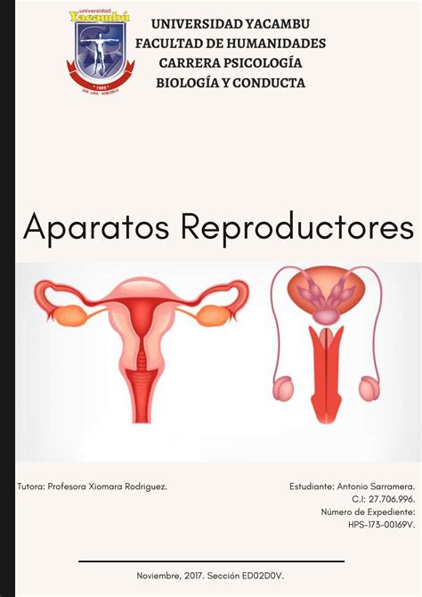 Fig02a04 Aparatos Del Cuerpo Humano Aparato Reproductor Aparatos