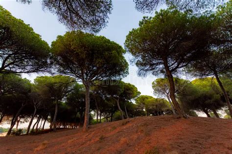 Pine Forest On Sandy Dunes In Andalusia Near Atlantic Ocean Coast On