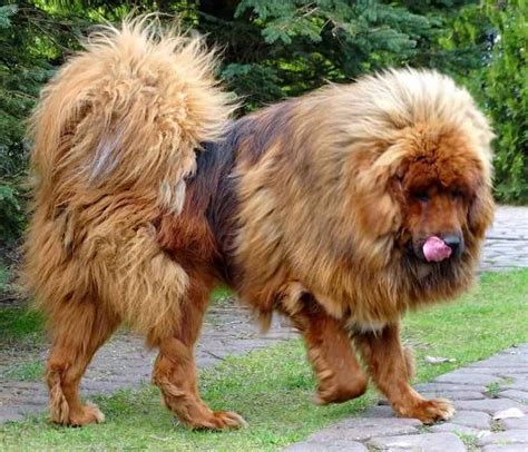 Worlds Largest Dog Breeds Tibetan Mastiff Giant Dog Breeds Giant Dogs