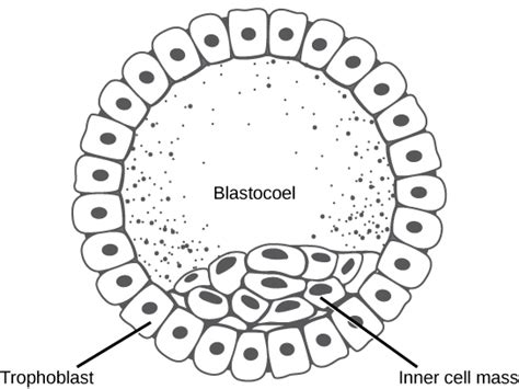 435b Cleavage The Blastula Stage And Gastrulation Biology Libretexts
