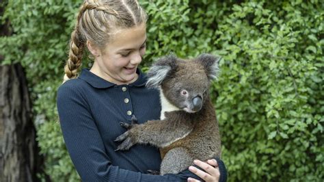 Koala Holding Public Gorge Wildlife Park Reservations