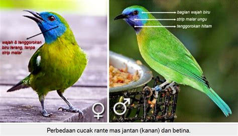 Artikel kali ini akan membagikan informasi mengenai cara membedakan pleci jantan dan betina. Cara Membedakan Cucak Rante Mas Jantan dan Betina | Tips Merawat Burung Dan Harga Burung