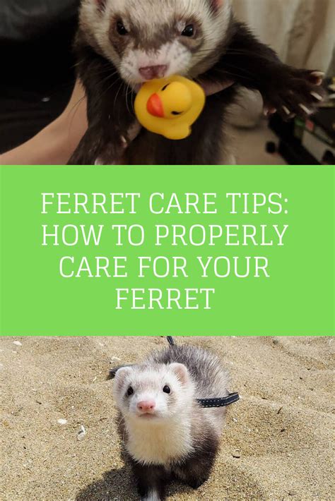 Ferret Care Tips How To Properly Care For Your Ferret Ferret Care