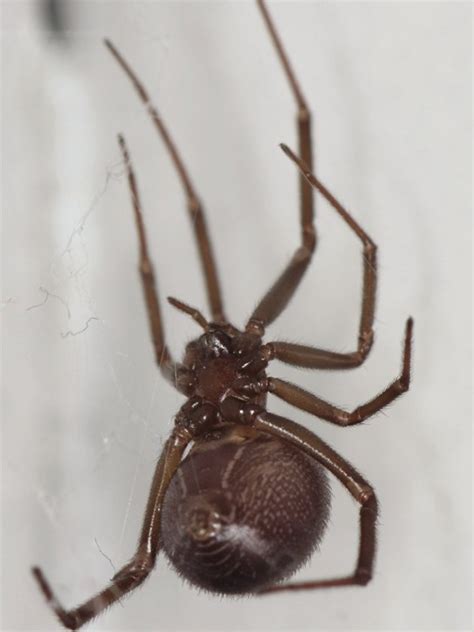 Warnings Over Noble False Widow Spider Bites As Numbers Surge Metro