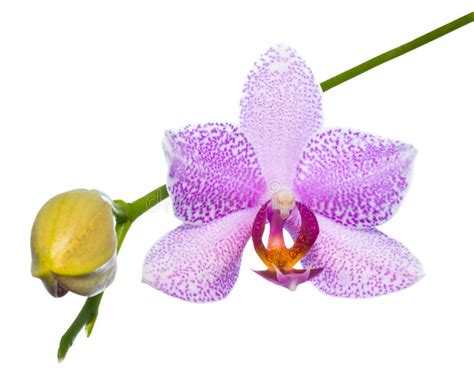 Blooming Lilac Orchid Isolated On The White Background Stock Photo