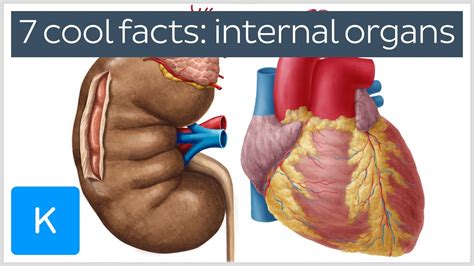 Its main functions are to balance the electrolytes and to. 7 cool facts about the body's internal organs - Human ...