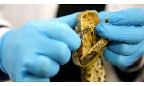 Deadly Snake Bites Potential Antivenom Discovered Crunchtime Records