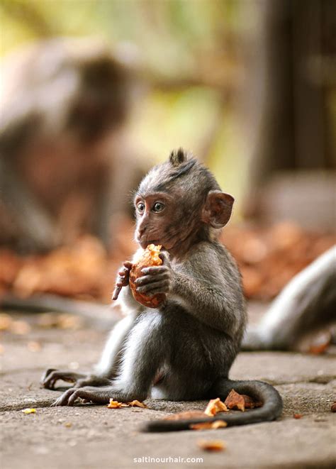 Ubud Monkey Forest Complete Guide Balis Sacred Sanctuary